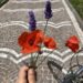 Fiori di campo. - Comunità Francescana delle Sorelle
