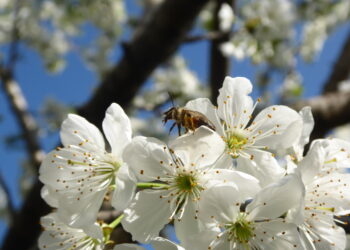 "Con tenace operosità", G.Voltan