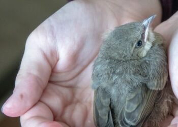 Guardate gli uccelli del cielo...il Padre vostro celeste li nutre.