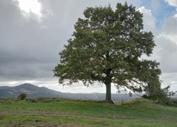 Il campo della mia libertà