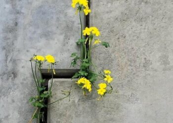 Inattesi germogli. Comunità Francescana delle Sorelle