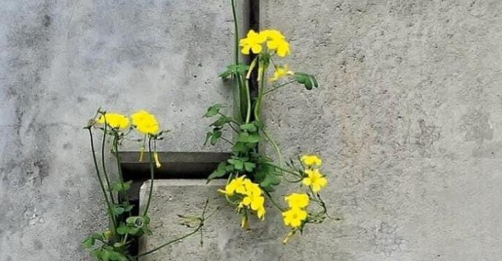 Inattesi germogli. Comunità Francescana delle Sorelle