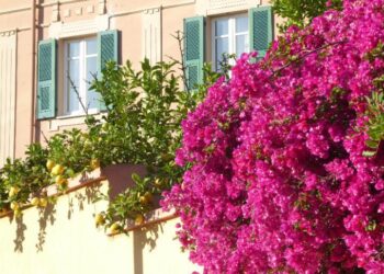 Esplosione di gioia