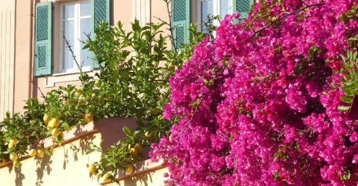 Esplosione di gioia