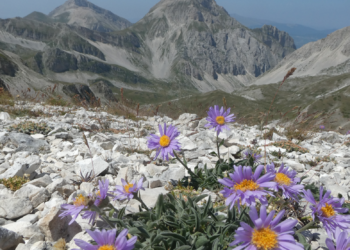 Siamo conosciuti