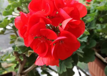 Mercoledì XI Settimana del Tempo Ordinario