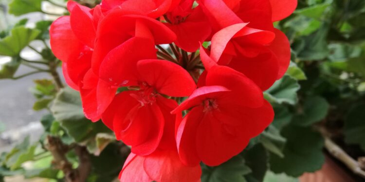 Mercoledì XI Settimana del Tempo Ordinario