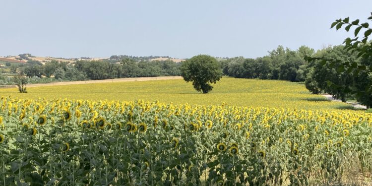 Giovedì XI Settimana del Tempo Ordinario